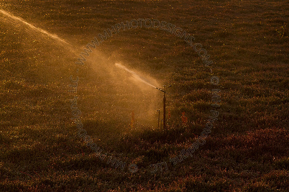Cranberry Marsh II 2010-022