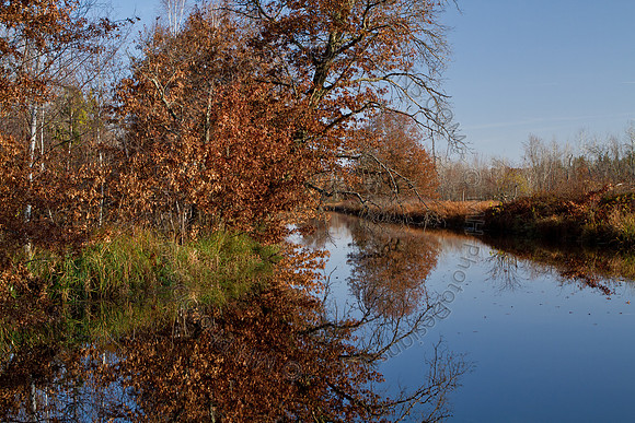 Cranberry Marsh II 2010-063