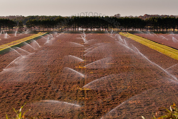 Cranberry Marsh II 2010-040