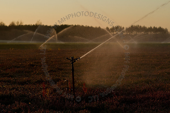Cranberry Marsh II 2010-023