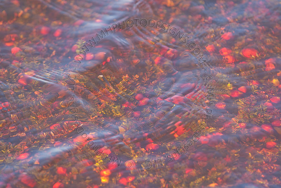 Cranberry Marsh II 2010-113