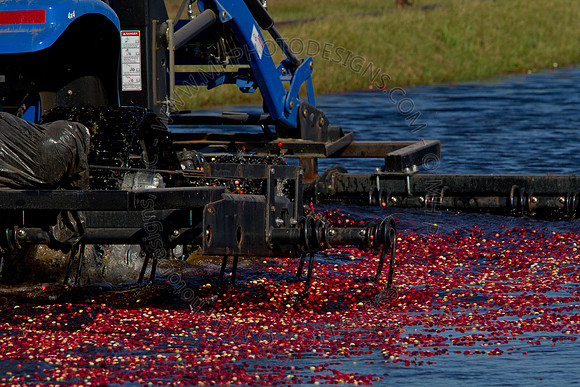 Cranberry Marsh II 2010-095