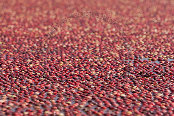 Cranberry Marsh II 2010-125