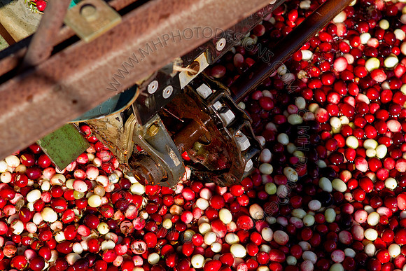 Cranberry Marsh II 2010-128