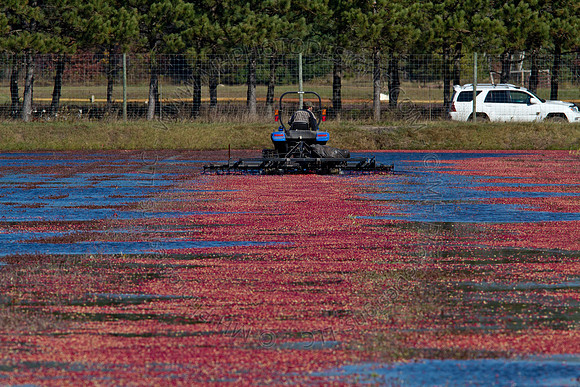 Cranberry Marsh II 2010-109