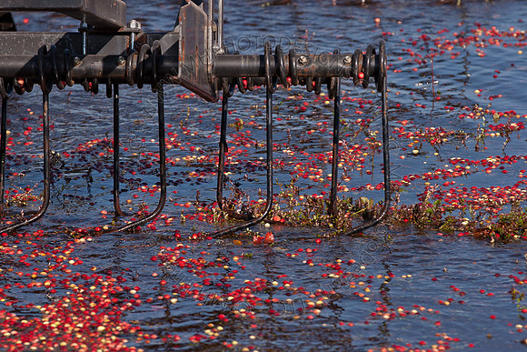 Cranberry Marsh II 2010-106