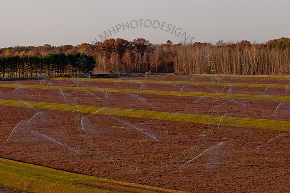 Cranberry Marsh II 2010-044