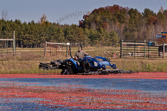 Cranberry Marsh II 2010-119