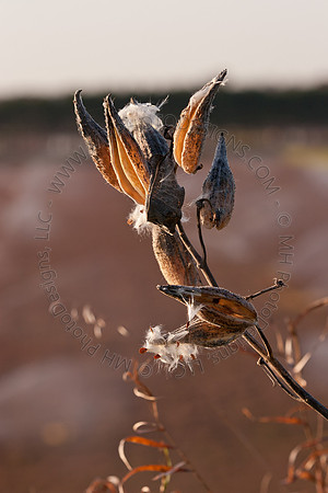 Cranberry Marsh II 2010-046