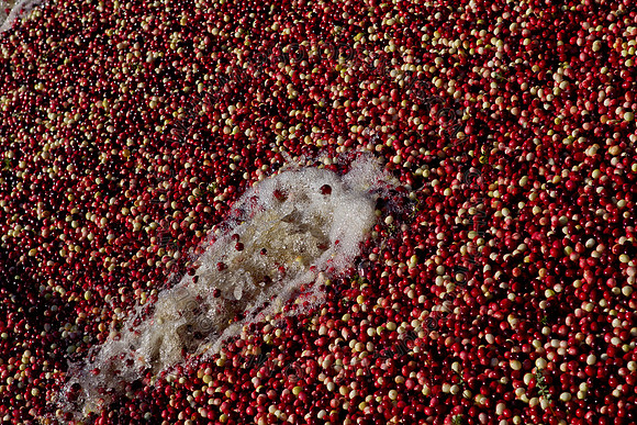Cranberry Marsh II 2010-136