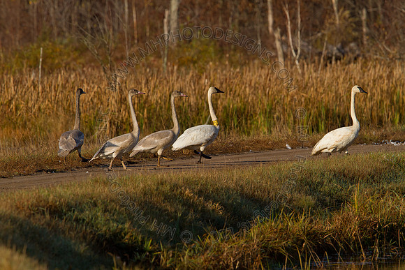 Cranberry Marsh II 2010-055