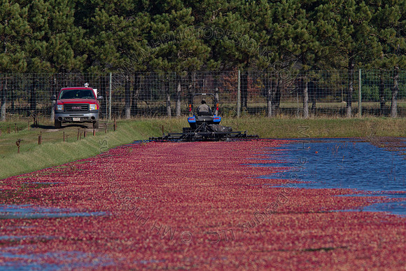 Cranberry Marsh II 2010-097