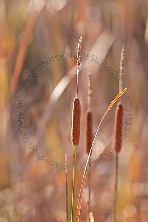 Cranberry Marsh II 2010-062