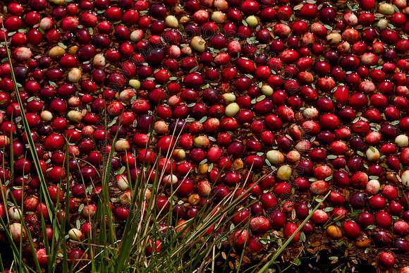 Cranberry Marsh II 2010-127