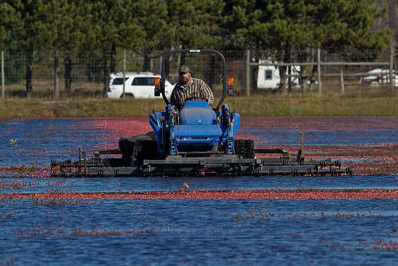 Cranberry Marsh II 2010-104