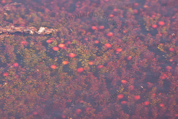 Cranberry Marsh II 2010-087