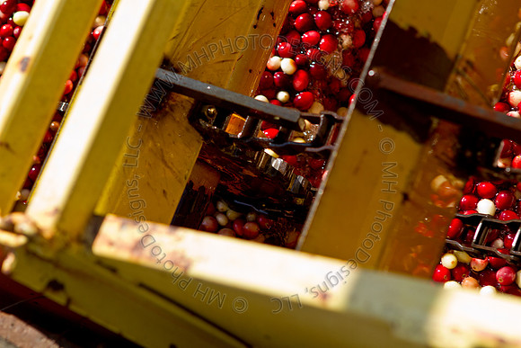 Cranberry Marsh II 2010-140