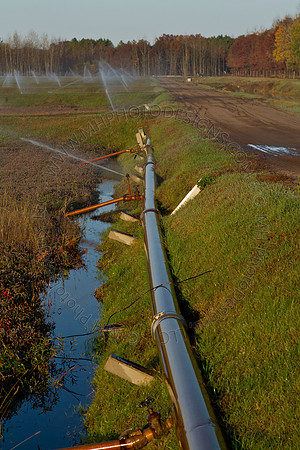 Cranberry Marsh II 2010-035
