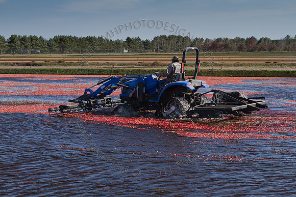 Cranberry Marsh II 2010-117