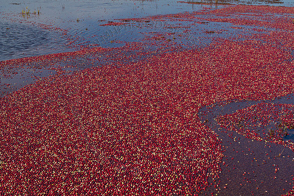 Cranberry Marsh II 2010-078