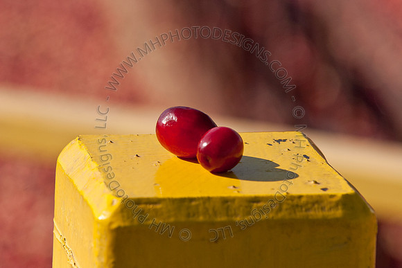 Cranberry Marsh II 2010-132