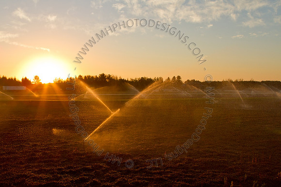Cranberry Marsh II 2010-020