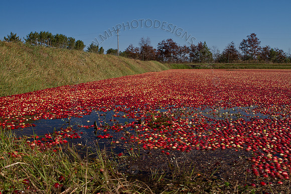 Cranberry Marsh II 2010-124