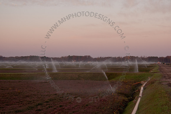 Cranberry Marsh II 2010-010