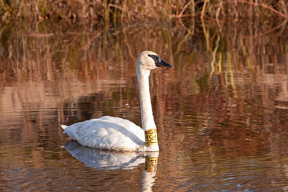 Cranberry Marsh II 2010-071