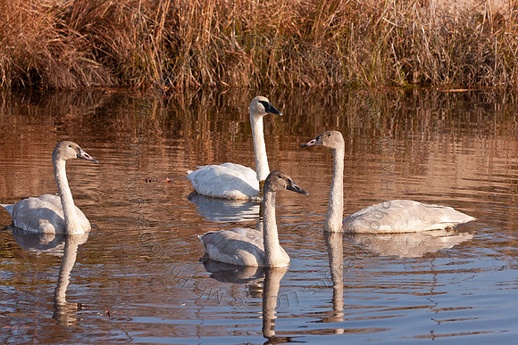 Cranberry Marsh II 2010-073