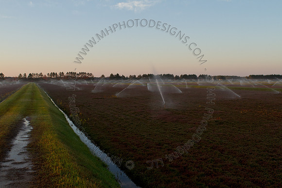 Cranberry Marsh II 2010-019