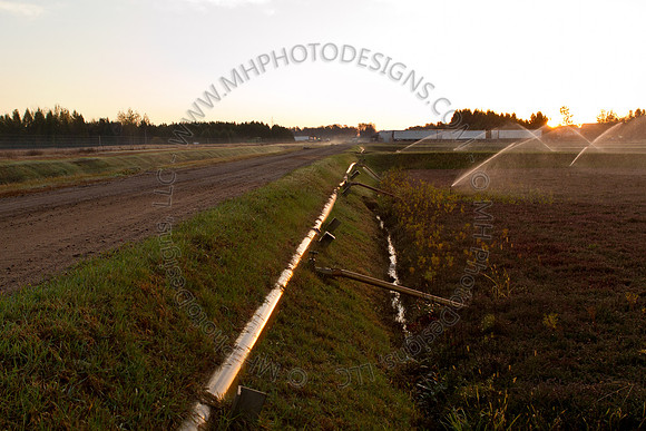 Cranberry Marsh II 2010-014