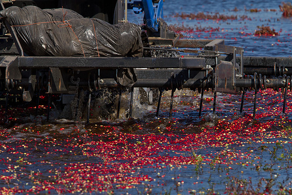 Cranberry Marsh II 2010-108