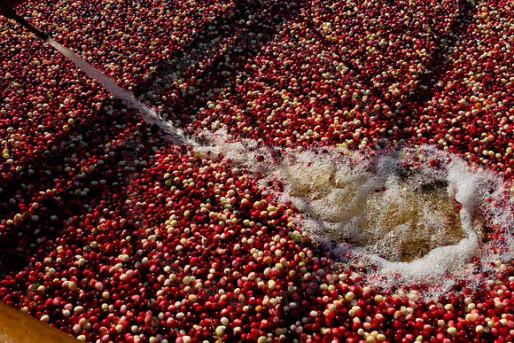 Cranberry Marsh II 2010-141