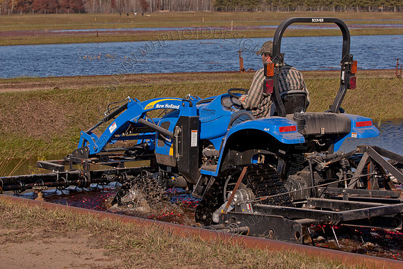 Cranberry Marsh II 2010-093