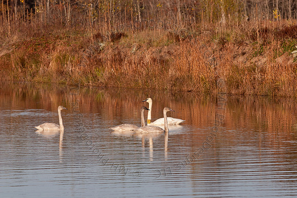 Cranberry Marsh II 2010-053