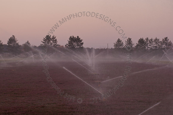 Cranberry Marsh II 2010-007