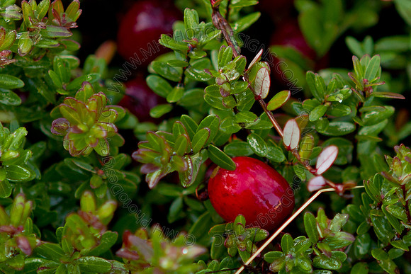 Cranberry Marsh II 2010-026