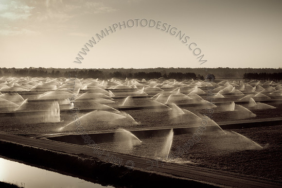 Cranberry Marsh II 2010-038