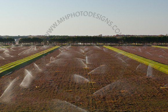 Cranberry Marsh II 2010-041