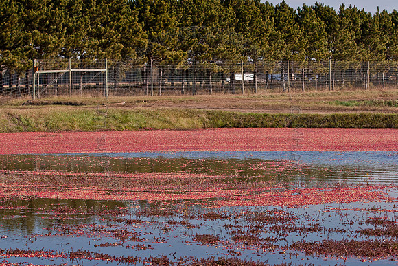 Cranberry Marsh II 2010-120