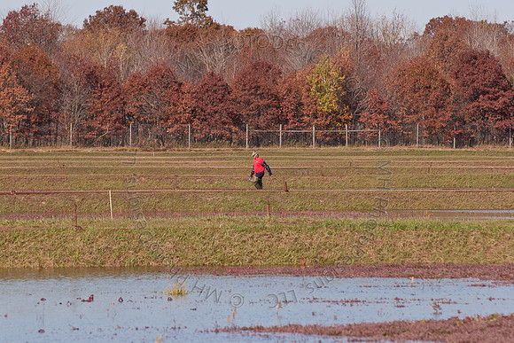Cranberry Marsh II 2010-088