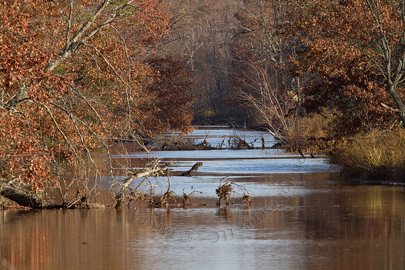Cranberry Marsh II 2010-060