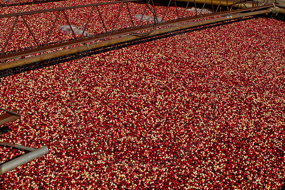 Cranberry Marsh II 2010-147