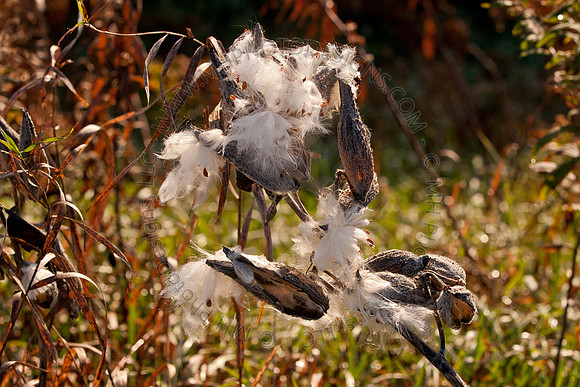 Cranberry Marsh II 2010-048