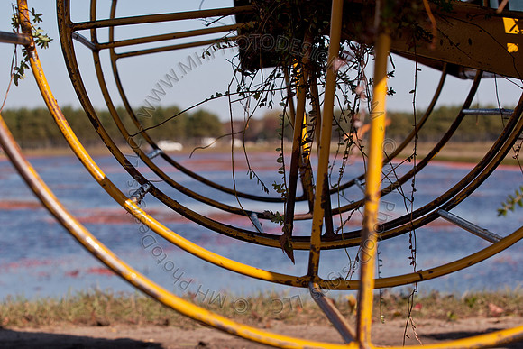 Cranberry Marsh II 2010-099
