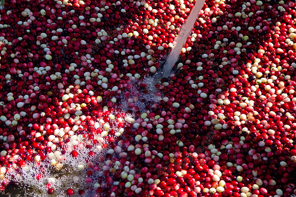 Cranberry Marsh II 2010-145