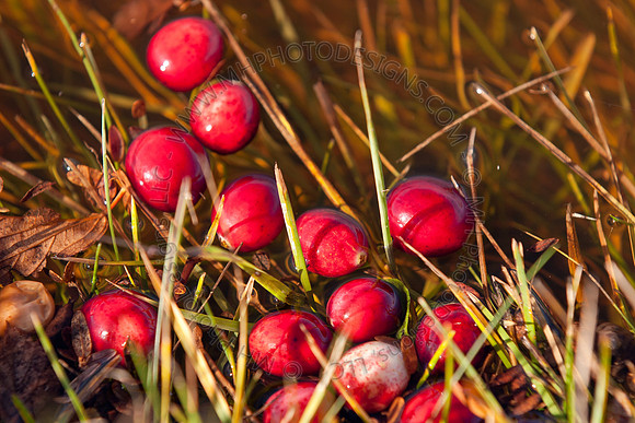 Cranberry Marsh II 2010-114