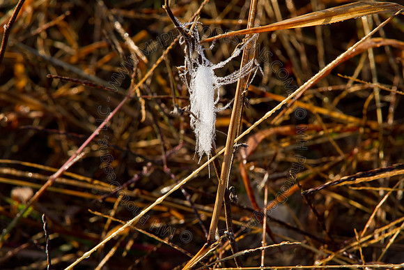 Cranberry Marsh II 2010-058