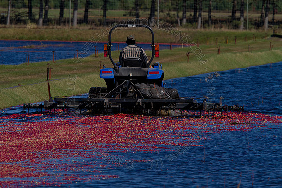 Cranberry Marsh II 2010-096